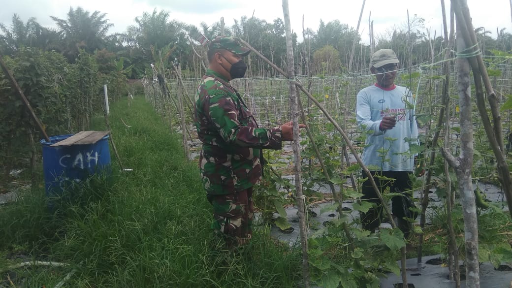 Personel Koramil 06/SH Serbuan Teritorial Dengan Petani Buah Ketimun Personel Koramil 06/SH Serbuan Teritorial Dengan Petani Buah Ketimuni