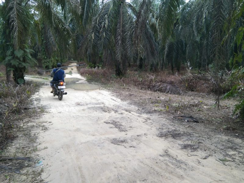 Hutan Konservasi di Desa Buluh Apo Berubah Menjadi Kebun Sawit, Kades Camat dan Banyak Oknum Terlibat Hutan Konservasi di Desa Buluh Apo Berubah Menjadi Kebun Sawit, Kades Camat dan Banyak Oknum Terlibati