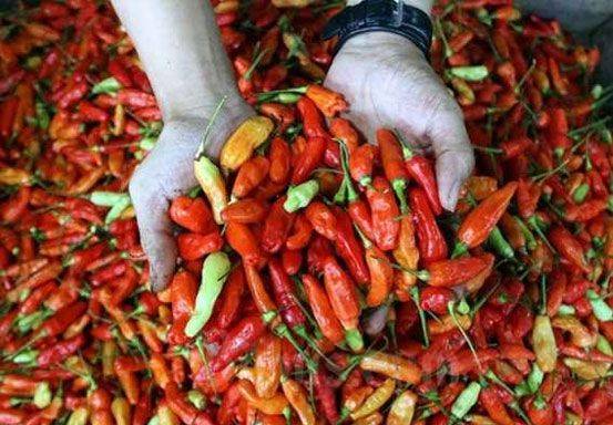 Harga Cabai Rawit di Pekanbaru Tembus Rp100 Ribu Perkilogram Harga Cabai Rawit di Pekanbaru Tembus Rp100 Ribu Perkilogrami