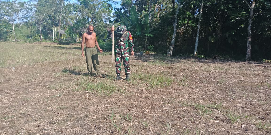 Babinsa Koramil 06/SH Dampingi Petani Untuk Menanam Jagung Babinsa Koramil 06/SH Dampingi Petani Untuk Menanam Jagungi