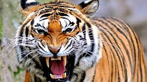 2 Orang di Sumsel Tewas Diterkam Harimau, Warga Diimbau Pakai Topeng ke Hutan 2 Orang di Sumsel Tewas Diterkam Harimau, Warga Diimbau Pakai Topeng ke Hutani