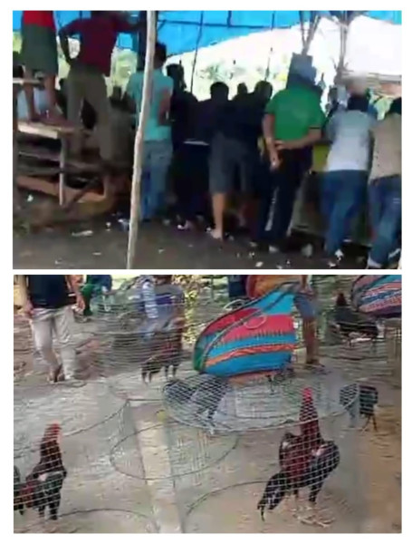 Ada Aktivitas Sabung Ayam, Polresta Pekanbaru Diminta Bergerak.