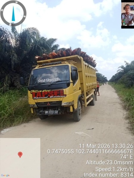 Aksi Penjarahan TBS di Kebun PT IP Inhil Terjadi Terang-terangan, Diduga Libatkan Mantan Karyawan