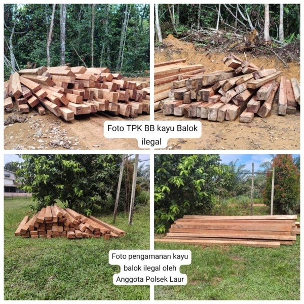 TPK Kayu Ilegal di Ketapang Diduga Milik Bilin, Polisi Turun Tangan TPK Kayu Ilegal di Ketapang Diduga Milik Bilin, Polisi Turun Tangan