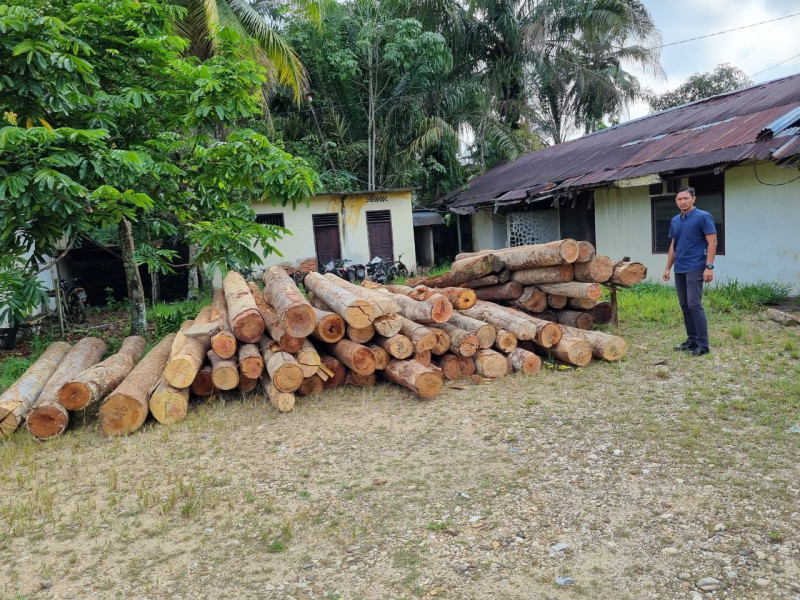 Dituding Tak Mampu Tertibkan Ilegal Logging, Kapolres Kampar Beri Bukti Nyata Puluhan Tual Kayu Ilog Diamankan Dituding Tak Mampu Tertibkan Ilegal Logging, Kapolres Kampar Beri Bukti Nyata Puluhan Tual Kayu Ilog Diamankani