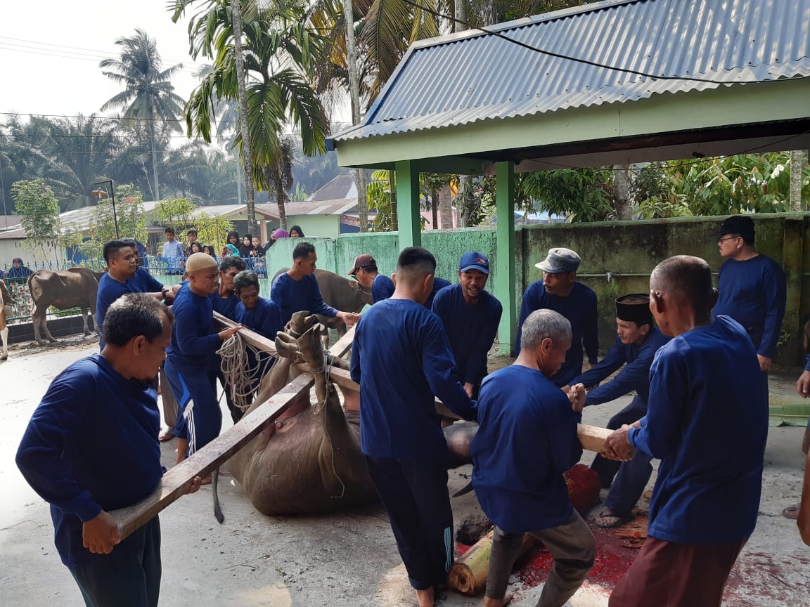 Idul Adha 1440 H, Jumlah Hewan Kurban di Pangkalan Baru Kampar Meningkat Idul Adha 1440 H, Jumlah Hewan Kurban di Pangkalan Baru Kampar Meningkati