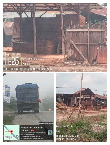 Diduga Marak Somel Ilegal, Aktivitas Pembalakan Hutan Masih Terjadi di Sejumlah Wilayah Riau