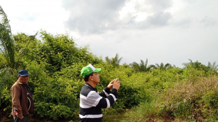 Tinjau Kopsa-M Siak Hulu, Disbun Terkejut Kondisi Kebun Memprihatinkan Tinjau Kopsa-M Siak Hulu, Disbun Terkejut Kondisi Kebun Memprihatinkani