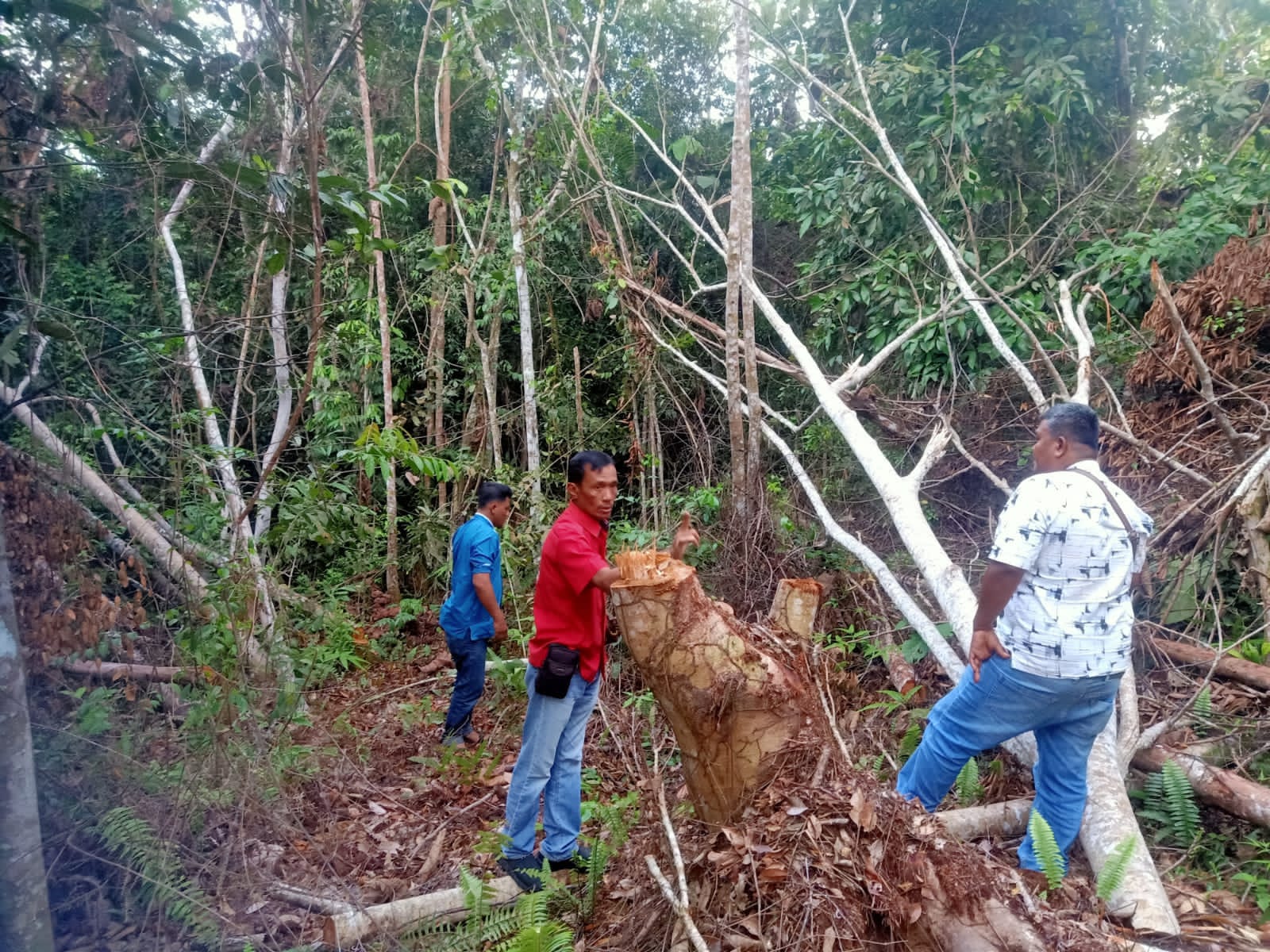 Polsek Kampar Kiri Tangkap Pelaku Illegal Logging di Kawasan Hutan Konservasi Area PT. PSPI Polsek Kampar Kiri Tangkap Pelaku Illegal Logging di Kawasan Hutan Konservasi Area PT. PSPIi