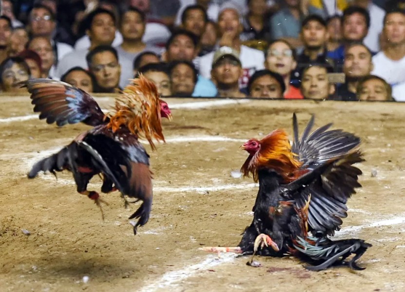 Arena Sabung Ayam Itu Hiburan Rakyat, Edi Lelek Sebut Ada Oknum Mengaku Wartawan Minta Uang Gak Dikasih Lalu Buat Berita Hoax Arena Sabung Ayam Itu Hiburan Rakyat, Edi Lelek Sebut Ada Oknum Mengaku Wartawan Minta Uang Gak Dikasih Lalu Buat Berita Hoaxi