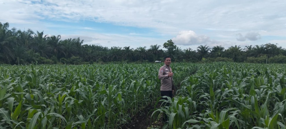 Kapolsek Kampar AKP Asdisyah Mursid SH Kembali Tinjau Tanaman Jagung Pipil di Desa Kayu Aro, Wujud Nyata Dukungan Ketahanan Pangan Nasional