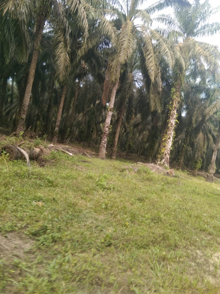 Hutan Konservasi Berubah Menjadi Kebun Sawit di Desa Buluh Apo Kecamatan Pinggir Hutan Konservasi Berubah Menjadi Kebun Sawit di Desa Buluh Apo Kecamatan Pinggiri
