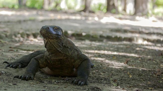 Luhut Tetap 'Jual' Proyek Pulau Komodo karena Bernilai Tinggi Luhut Tetap 'Jual' Proyek Pulau Komodo karena Bernilai Tinggii