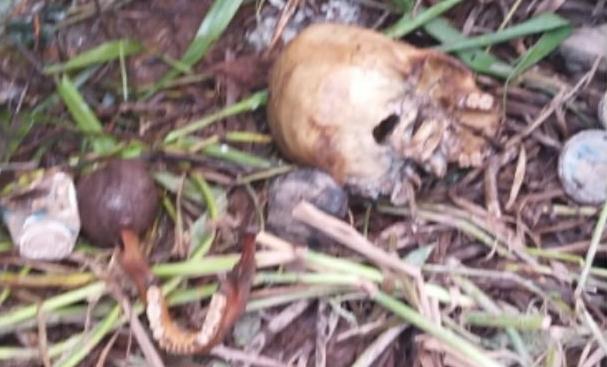 Polsek Gaung Temukan Kerangka Kepala, Diduga Bagian Dari Temuan Mayat Tanpa Badan di Belantarayai