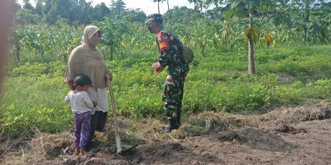 TMMD Ke 110 Kodim 0313/KPR, Pelda Budiman Melakukan Komsos Dengan Petani Tumpang Sari TMMD Ke 110 Kodim 0313/KPR, Pelda Budiman Melakukan Komsos Dengan Petani Tumpang Sarii