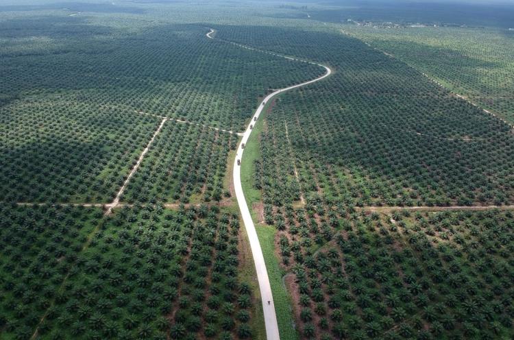 Kasus Korupsi Lahan Sawit di Riau, Komisi III DPR RI Apresiasi Kejagung Kasus Korupsi Lahan Sawit di Riau, Komisi III DPR RI Apresiasi Kejagungi