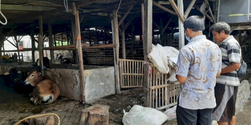Hewan Positif PMK Ternyata Masih Bisa Dikonsumsi, Begini Caranya Hewan Positif PMK Ternyata Masih Bisa Dikonsumsi, Begini Caranyai