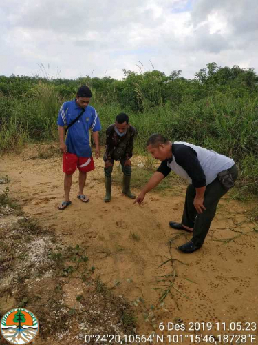 Harimau Sumatera Masih Berkeliaran di Wilayah Kualu Nanas Kampar, Ini Penjelasan BBKSDA Riau Harimau Sumatera Masih Berkeliaran di Wilayah Kualu Nanas Kampar, Ini Penjelasan BBKSDA Riaui
