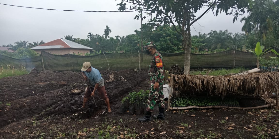 TMMD Ke 110 Kodim 0313/KPR, Babinsa Koramil 06/SH Bantu Petani Untuk Membuka Lahan Pertanian TMMD Ke 110 Kodim 0313/KPR, Babinsa Koramil 06/SH Bantu Petani Untuk Membuka Lahan Pertaniani